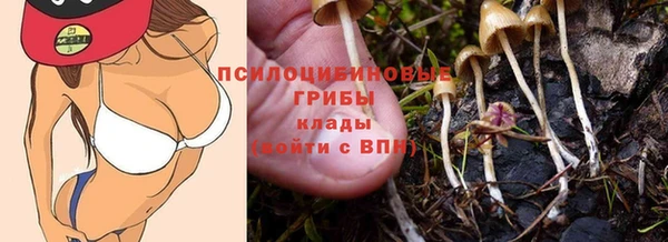 прущие грибы Дмитров